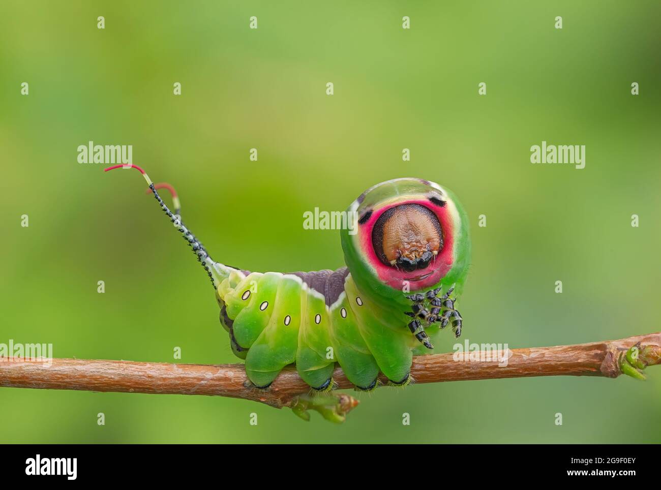Caterpillar frightening pose, unique animal behaviour Stock Photo - Alamy