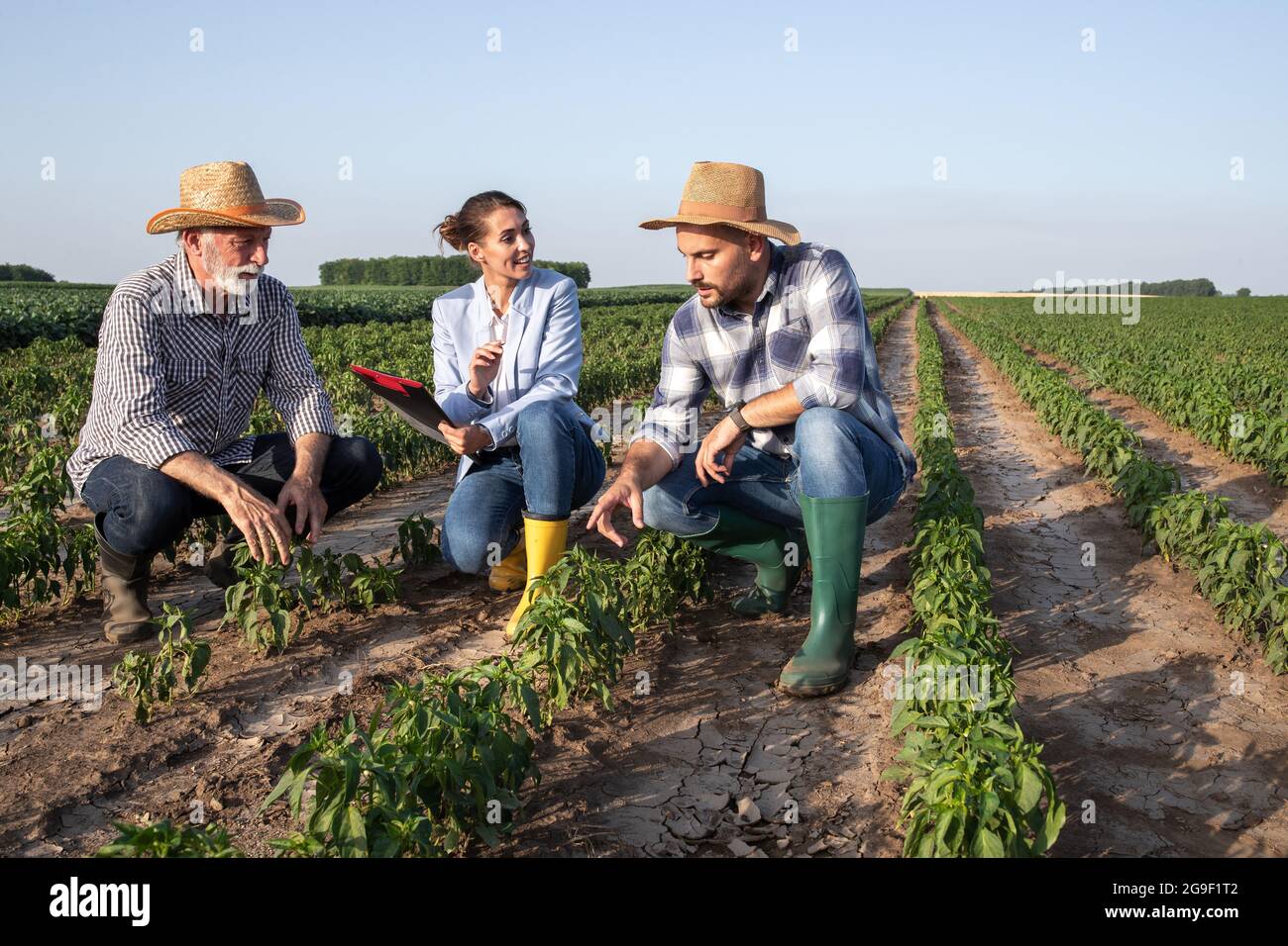 Three people crouching in vegetable field looking at crops discussing. Two male farmers showing pepper plant to female agronomist insurance sales rep Stock Photo