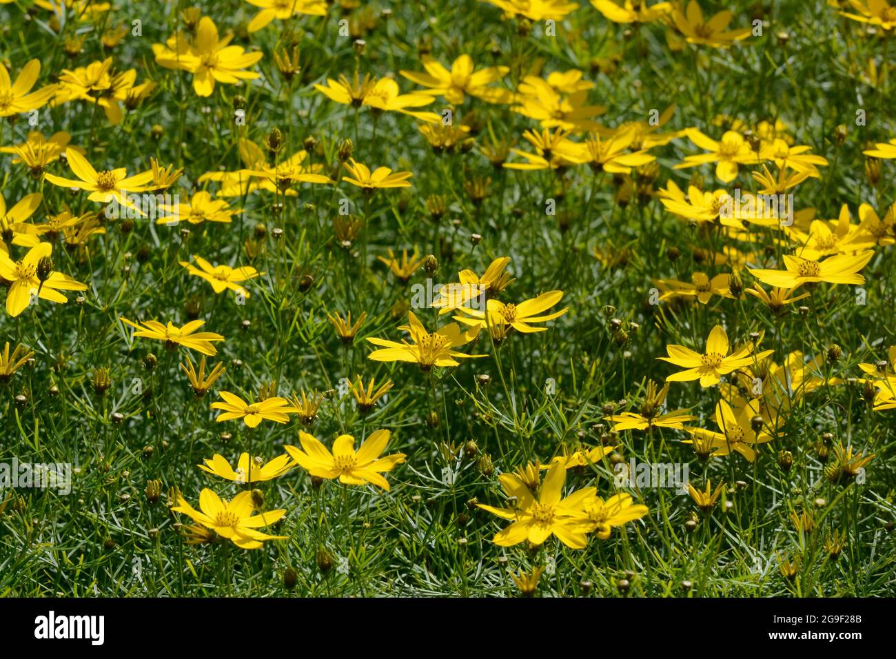 Coreopsis verticillata Golden Gain Tickseed lacy foliage and yellow star shaped flowers Stock Photo