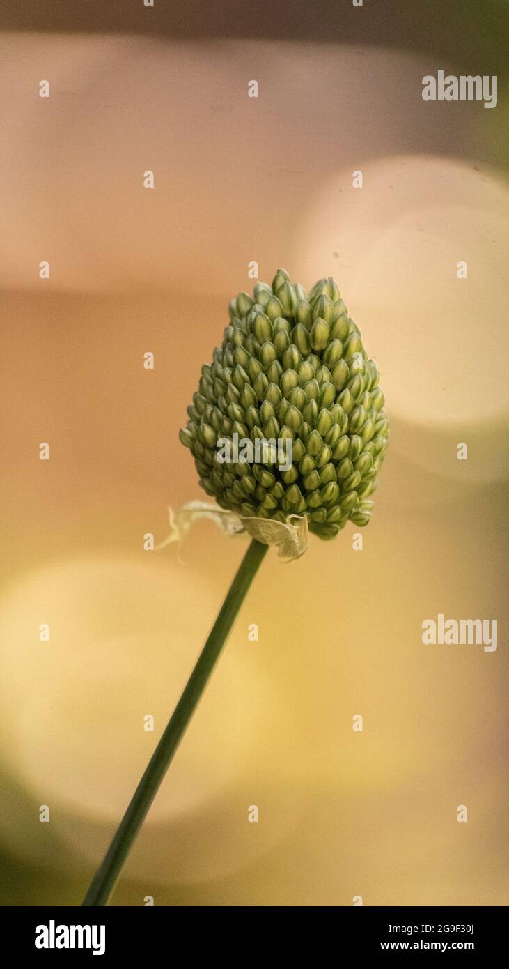 Flower from bulb due to bloom with out of focus background Stock Photo
