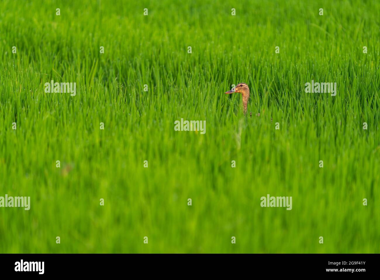 Duck head in the middle of the rice field Stock Photo