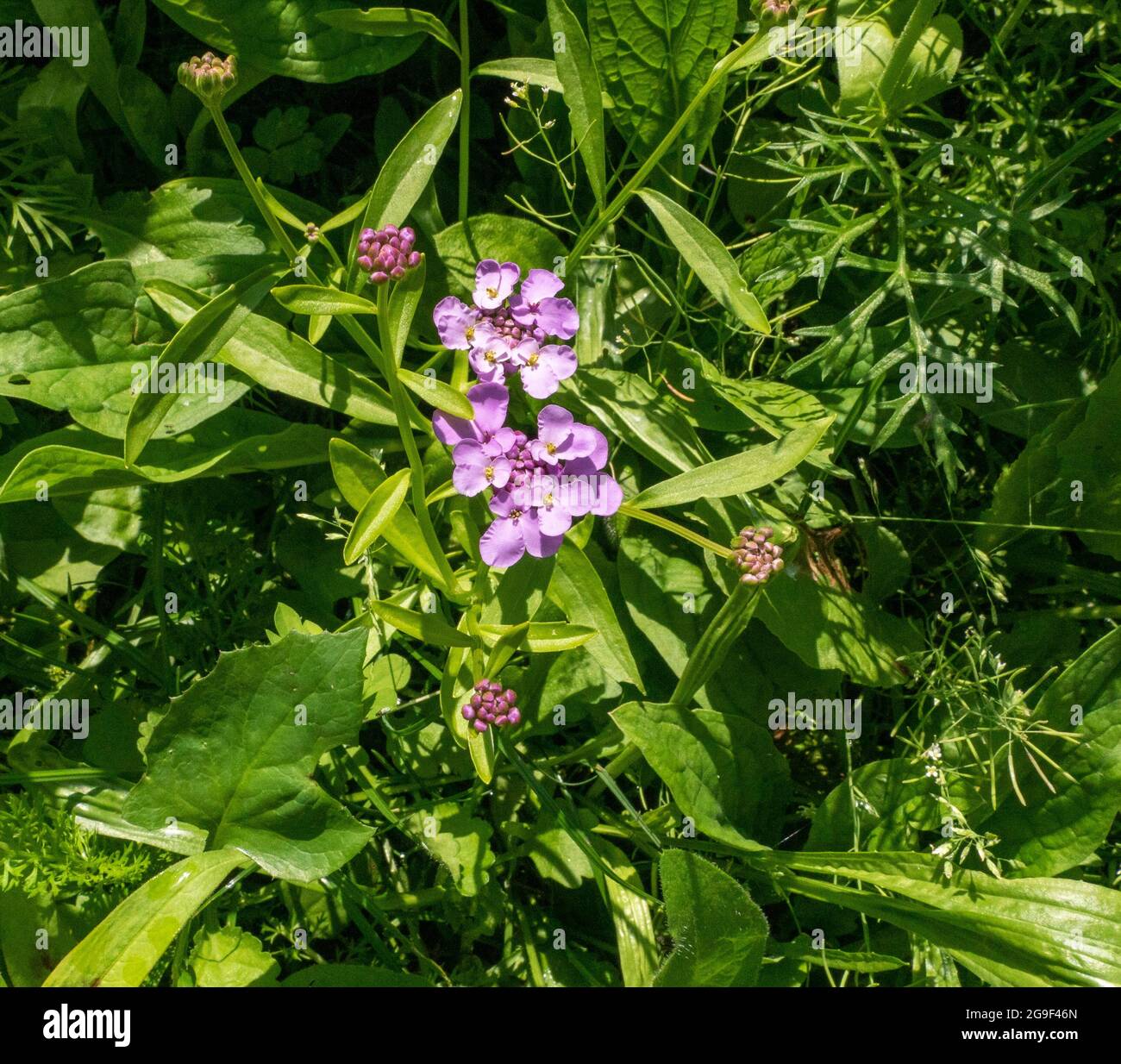 Wildflowers garden bee hi-res stock photography and images - Alamy