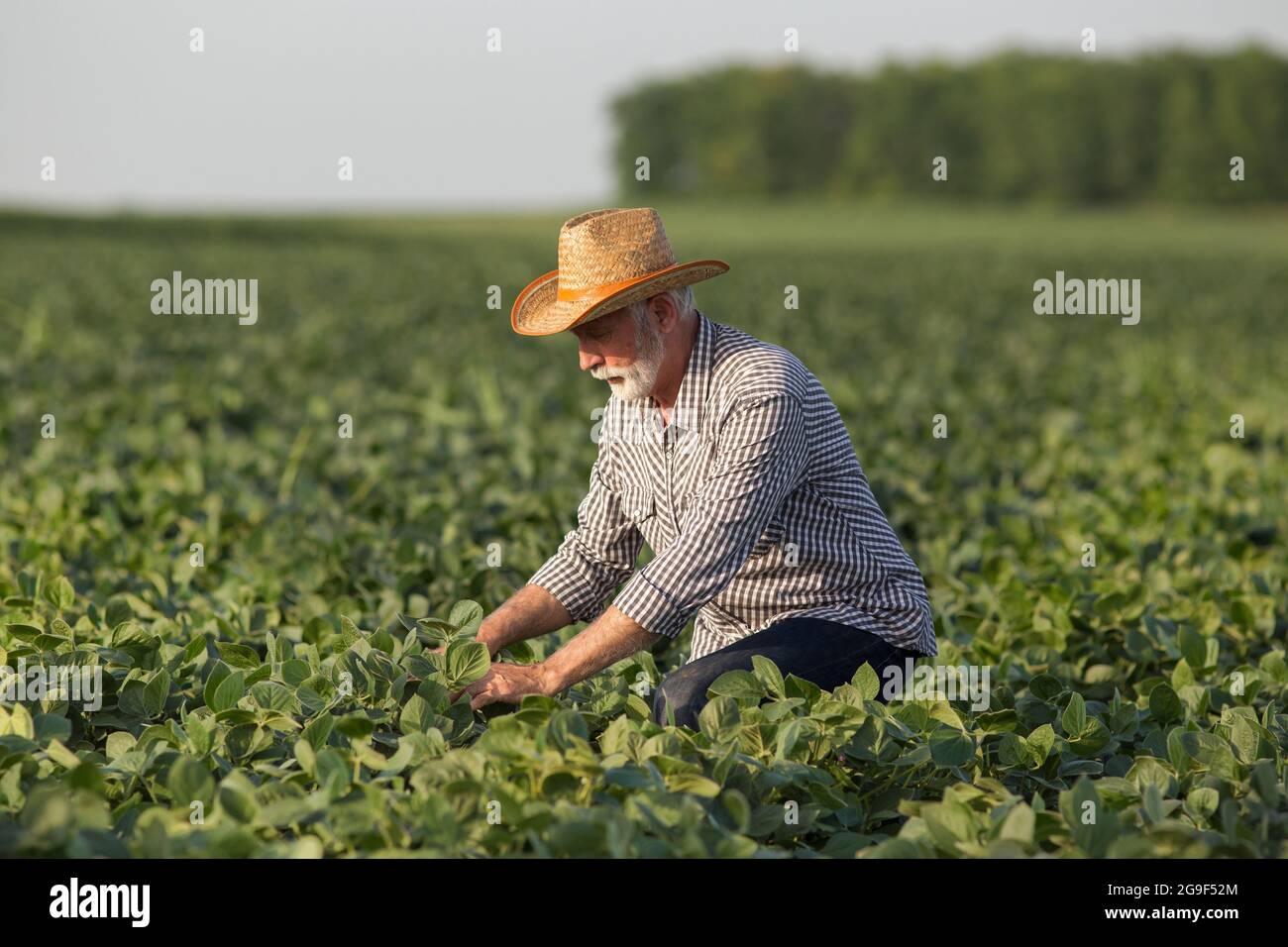 Senior agronomist working in soy field wearing straw hat. Elderly farmer crouching picking monitoring plants. Stock Photo
