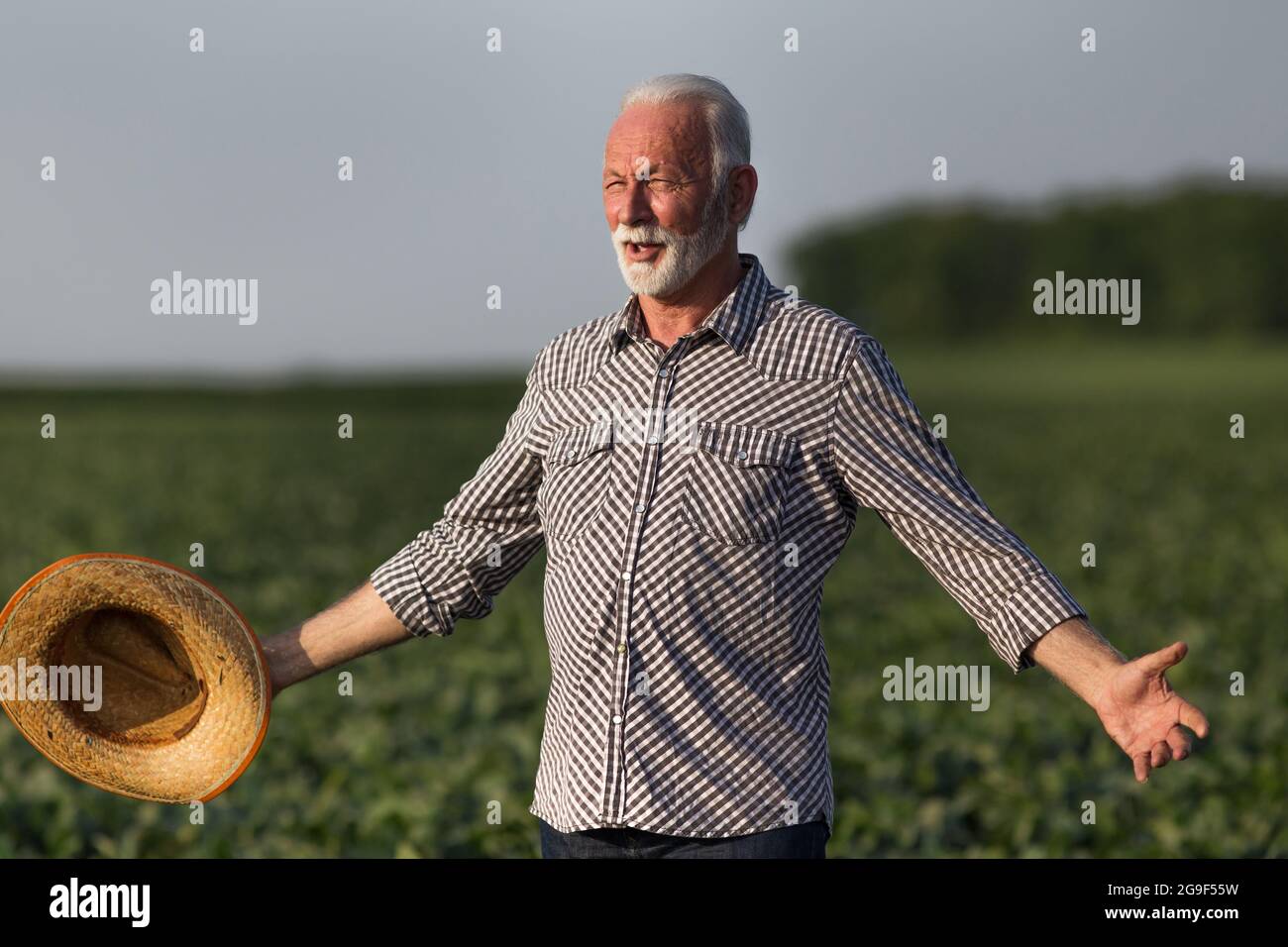 Senior farmer standing in soy field surveying land. Elderly agronomist standing with open arms holding straw hat. Stock Photo
