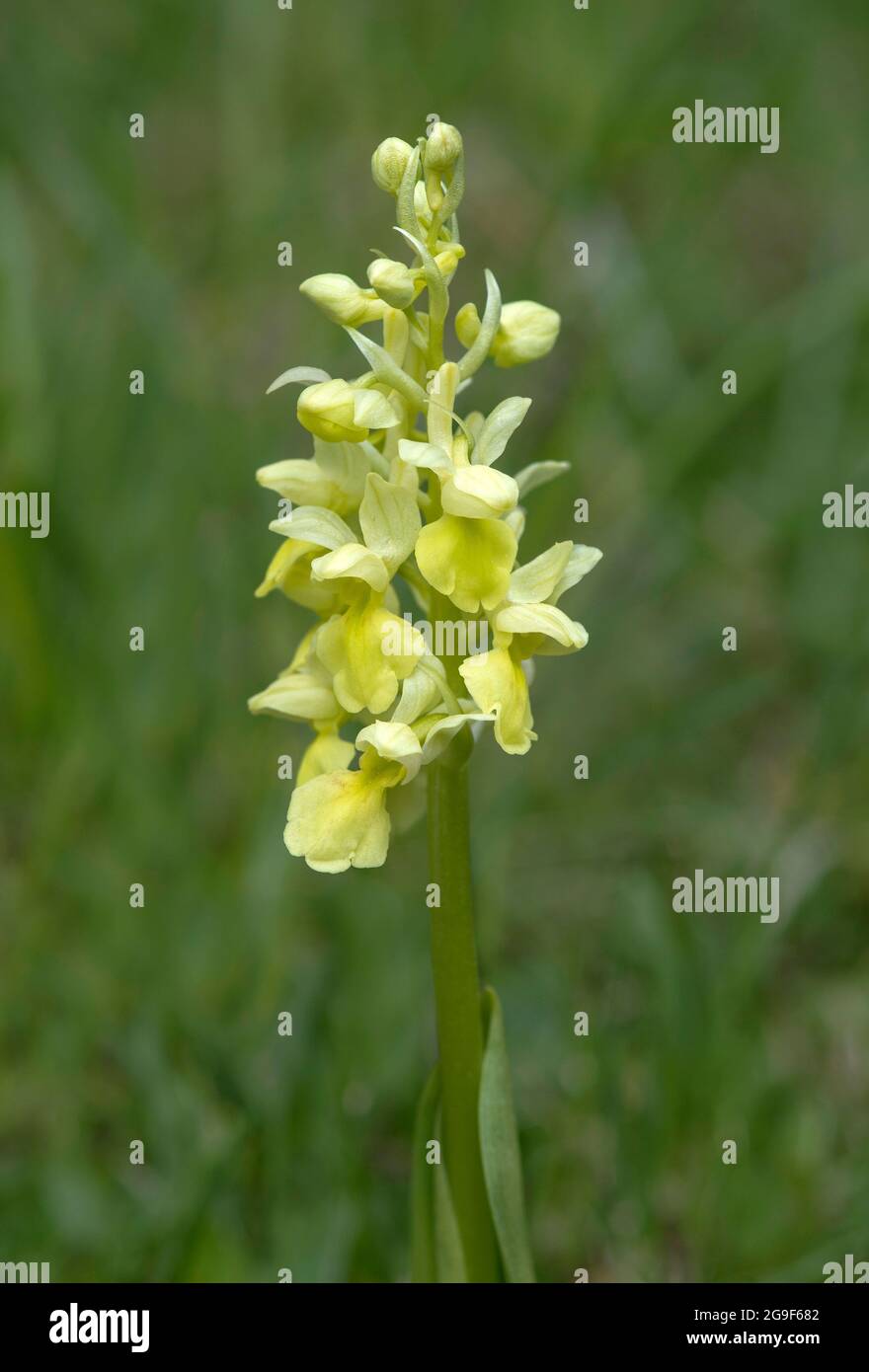Flowering Pale orchid (Orchis pallens), a terrestrial orchid, Valais, Switzerland Stock Photo