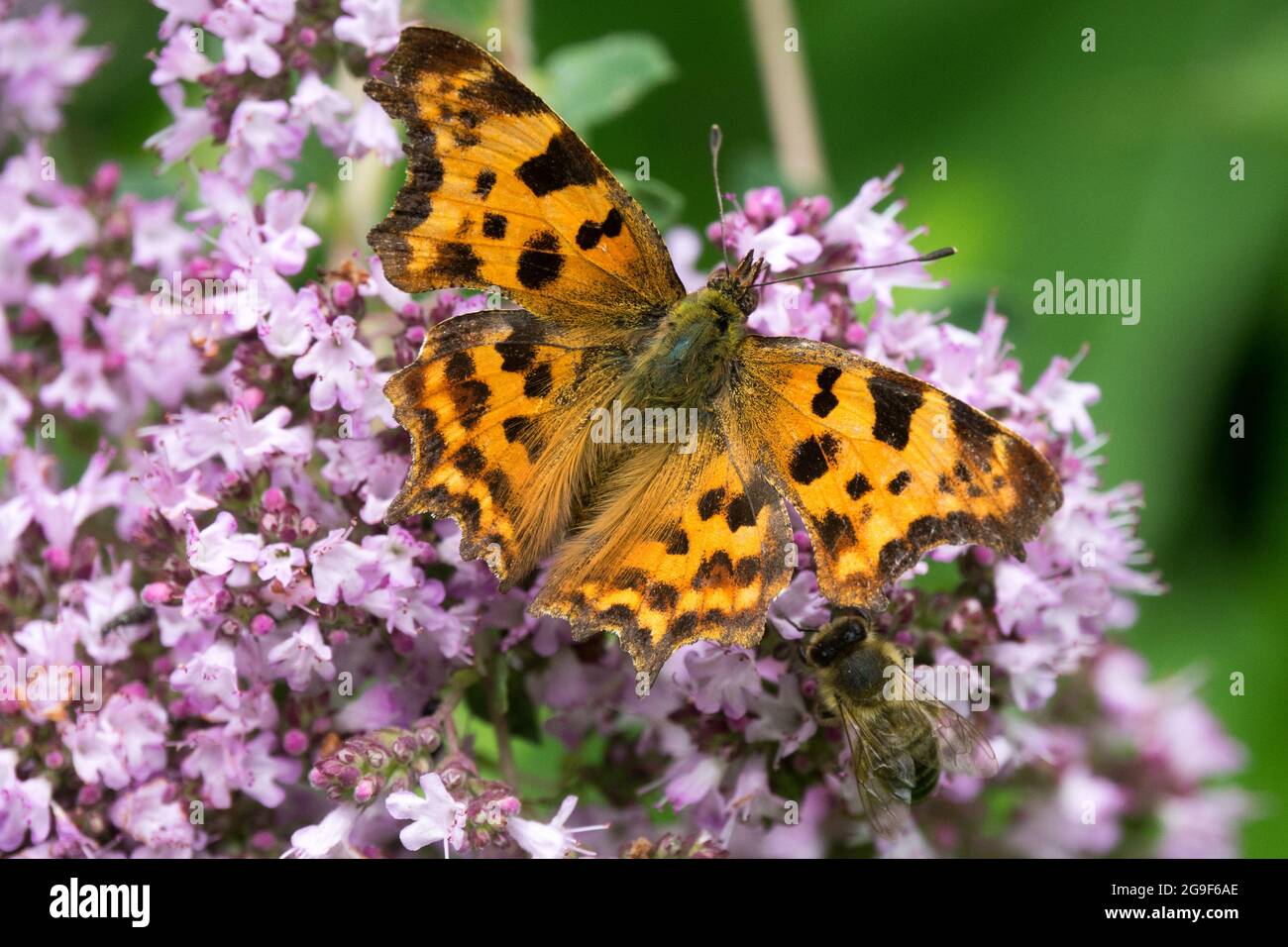 Comma Polygonia c-album butterfly on Wild Marjoram Origanum vulgare flower Stock Photo