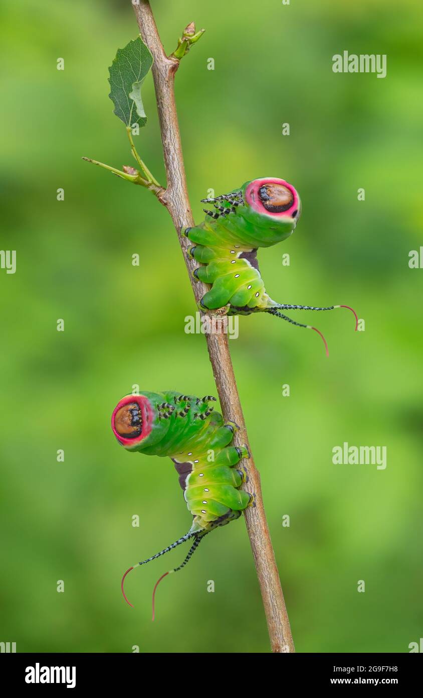Red Tail Insect Caterpillars frightening pose, unique insect animal behaviour of ...