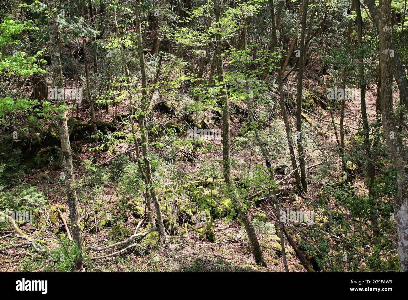 Aokigahara Forest in Japan. Forest near Mount Fuji in Yamanashi