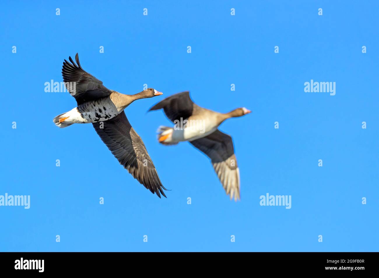 Eurasian White-fronted Goose (Anser albifrons). Two adult birds in flight. Germany.. Stock Photo
