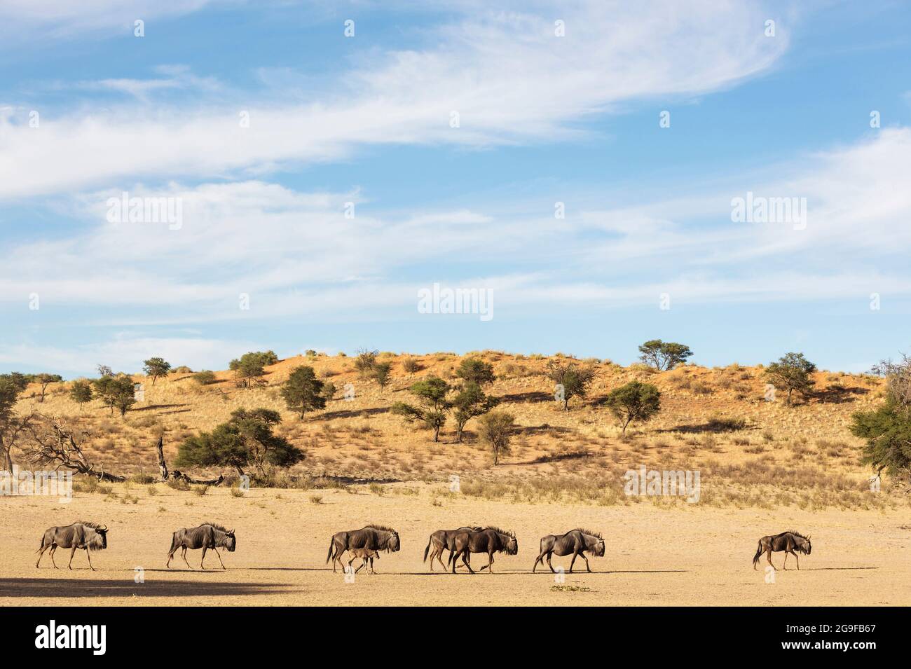 Blue Wildebeest (Connochaetes taurinus) roaming in the dry Nossob riverbed. Behind a typical Kalahari dune. Kalahari Desert, Kgalagadi Transfrontier Park, South Africa. Stock Photo