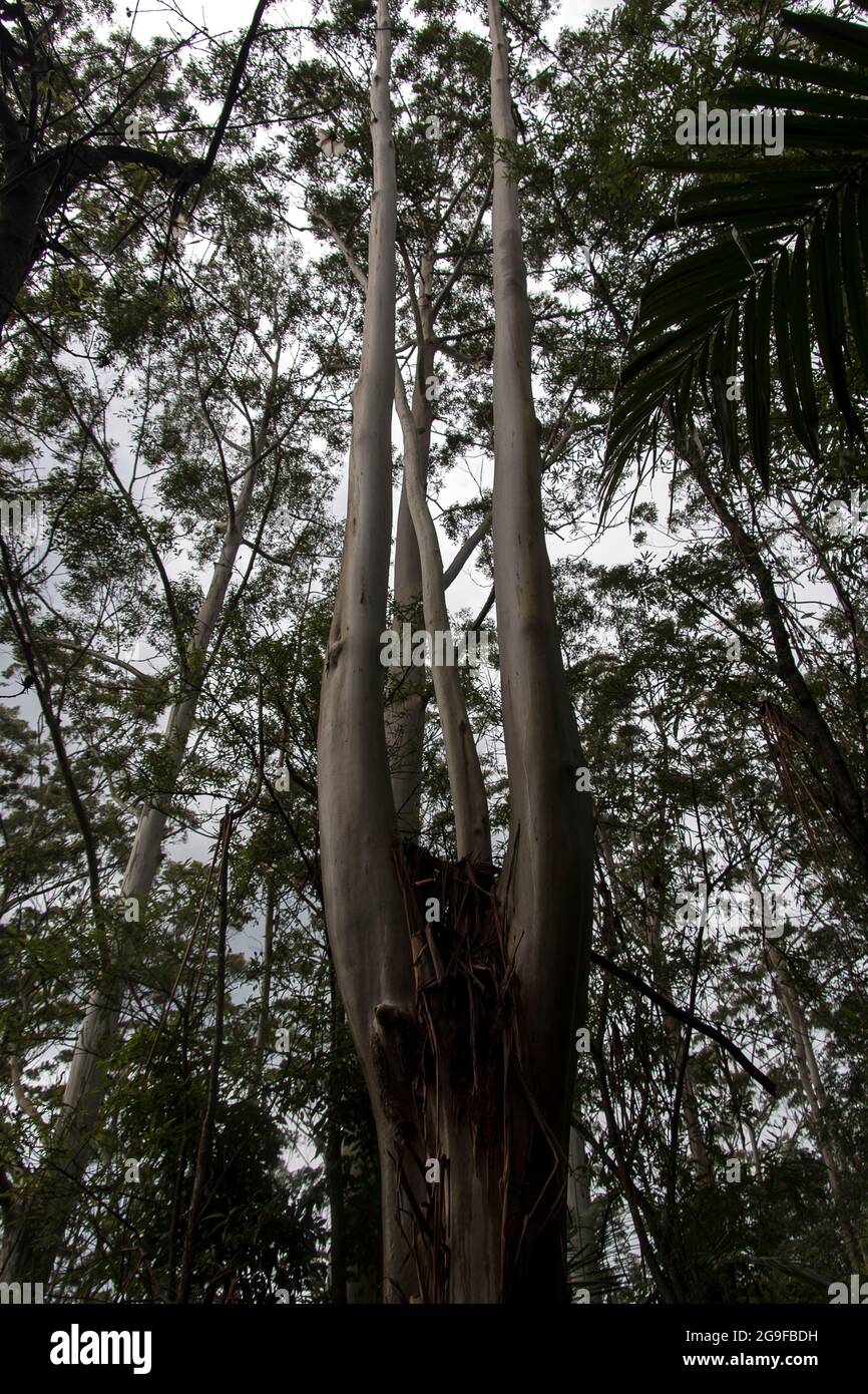 Shining wet trunks of Flooded gum trees (Rose gum, eucalyptus grandis) wet weather, lowland subtropical rainforest, Tamborine Mountain, Australia. Stock Photo