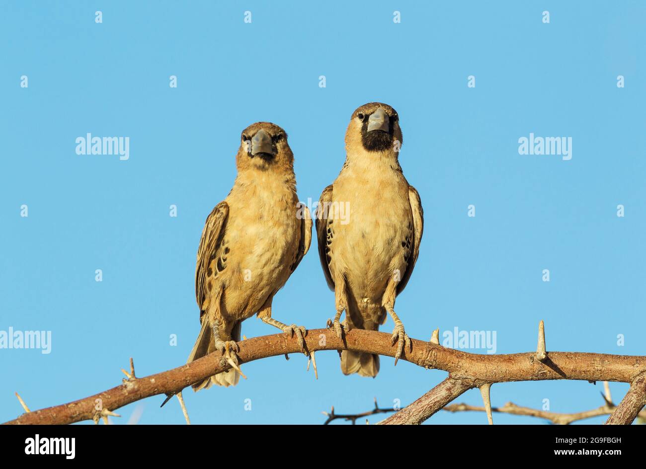 Sociable Weaver (Philetairus socius). Two adults perching in the vicinity of its nest. Kalahari Desert, Kgalagadi Transfrontier Park, South Africa. Stock Photo