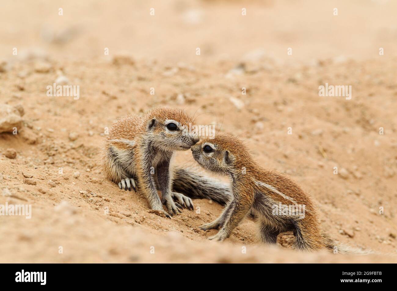 Cape Ground Squirrel (Xerus inauris). Two young at their burrow. Kalahari Desert, Kgalagadi Transfrontier Park, South Africa. Stock Photo