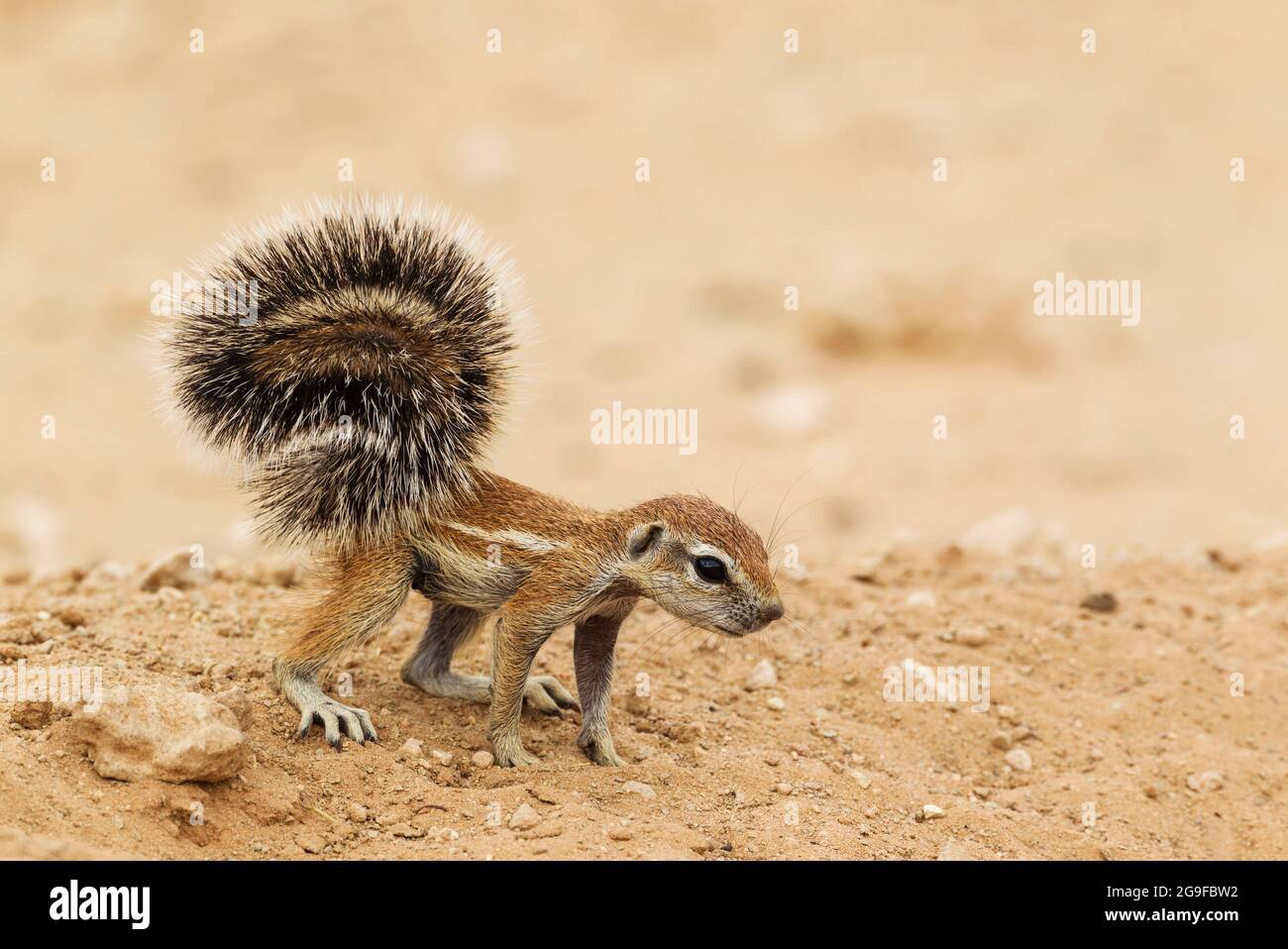 Cape Ground Squirrel (Xerus inauris). Young feeding at its burrow. Kalahari Desert, Kgalagadi Transfrontier Park, South Africa. Stock Photo
