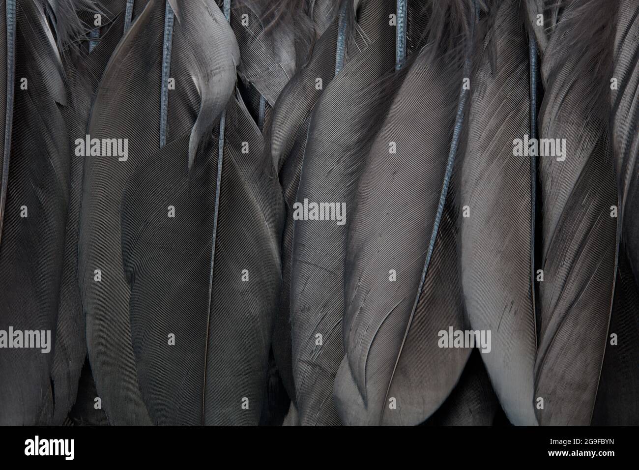 Black bird feathers texture background Stock Photo