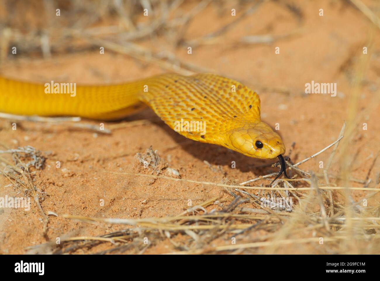 Cape Cobra (Naja nivea) hunting and spreading its broad hood. Kalahari Desert, Kgalagadi Transfrontier Park, South Africa. Stock Photo