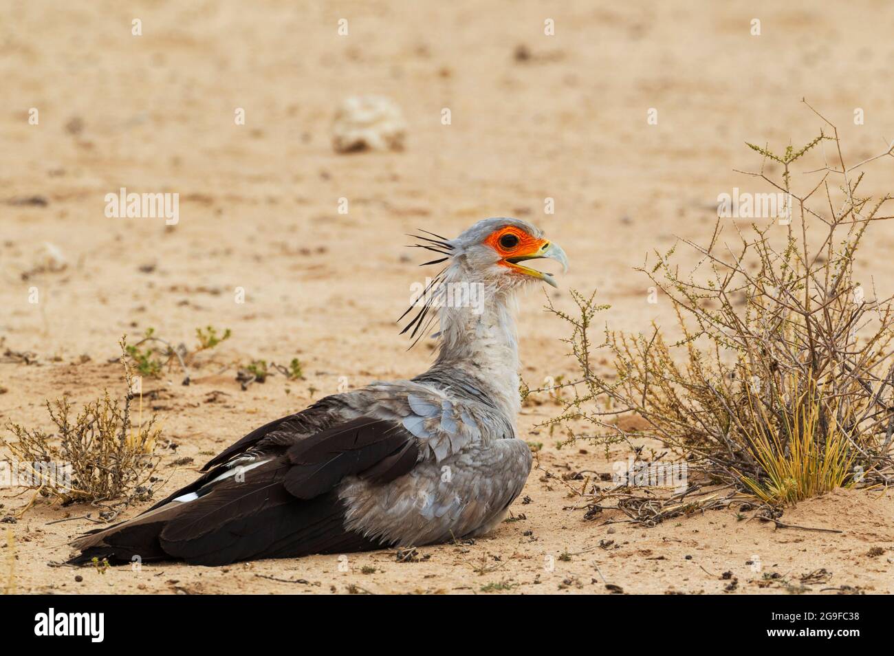 Secretary Bird (Sagittarius serpentarius). Adult. Resting at a very hot summer day. Kalahari Desert, Kgalagadi Transfrontier Park, South Africa. Stock Photo