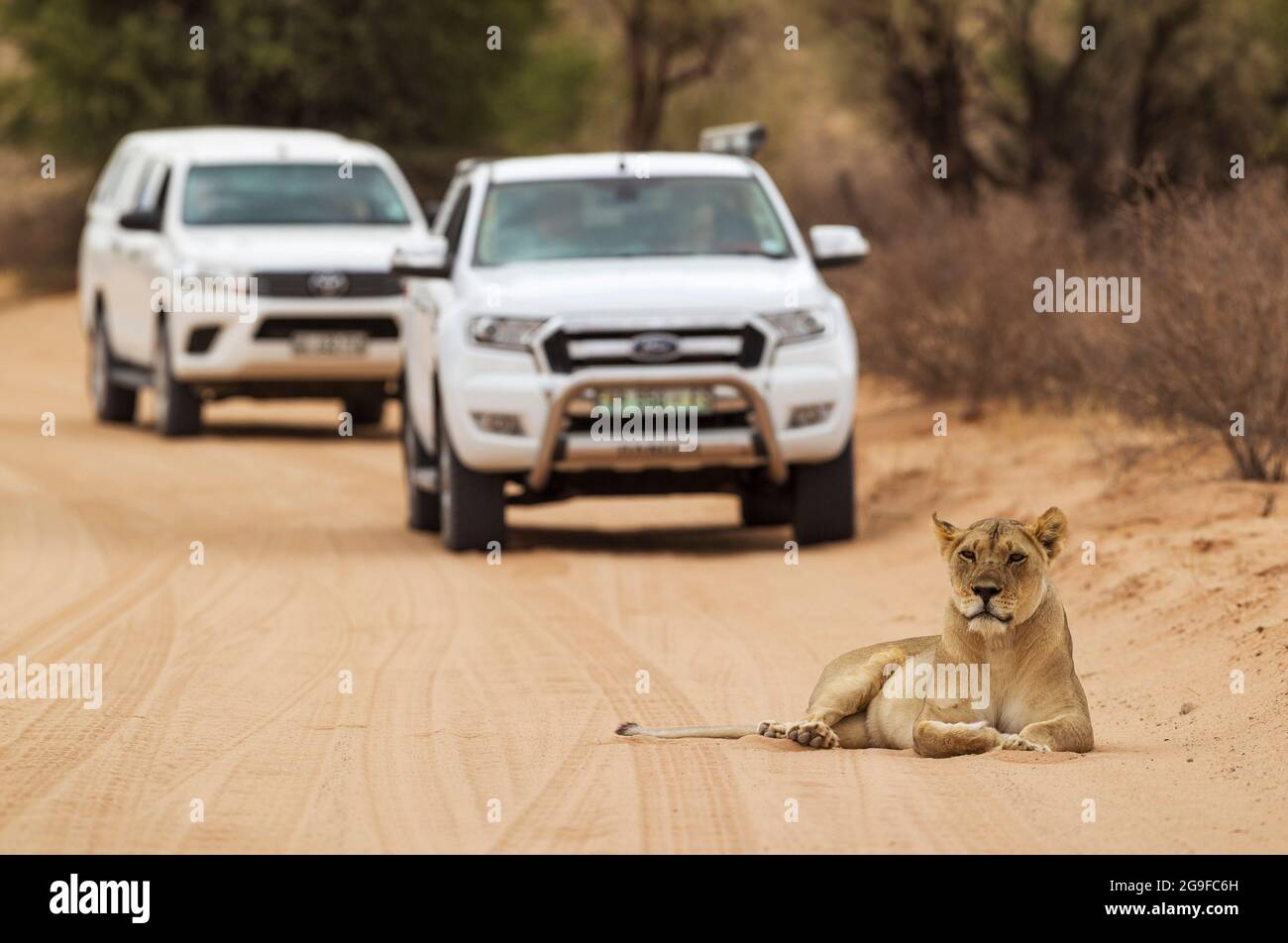 Lion (Panthera leo). Female resting on a road. Behind it tourist vehicles on a game drive. Kalahari Desert, Kgalagadi Transfrontier Park, South Africa. Stock Photo