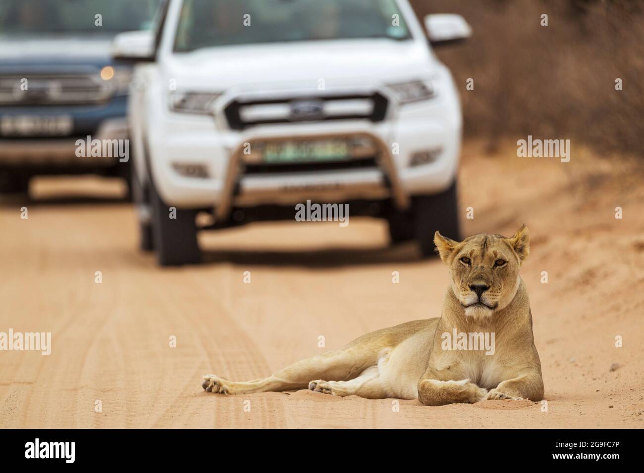 African Lion (Panthera leo). Female resting on a road. Behind it tourist vehicles on a game drive. Kalahari Desert, Kgalagadi Transfrontier Park, South Africa. Stock Photo