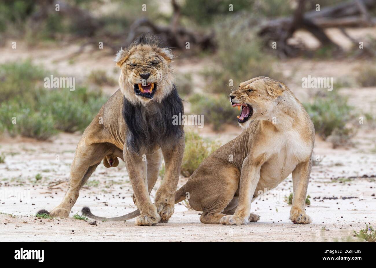 African Lion (Panthera leo). Lion (Panthera leo). Fairly old black-maned Kalahari male and female. Dramatic mating finish. Kalahari Desert, Kgalagadi Transfrontier Park, South Africa Stock Photo