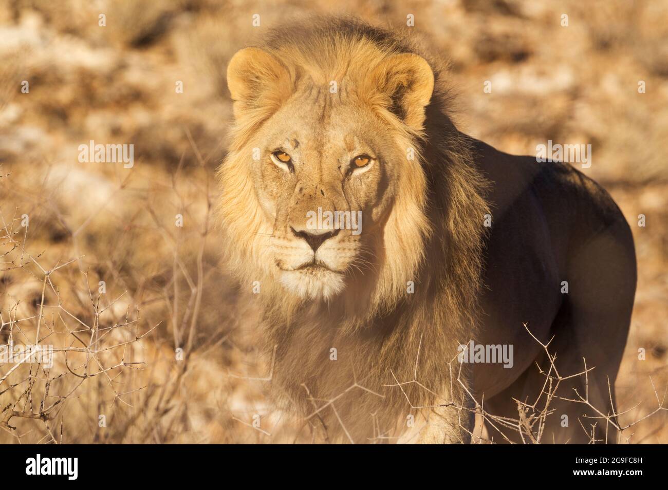 Lion (Panthera leo). Black-maned Kalahari male. portait. Kalahari Desert, Kgalagadi Transfrontier Park, South Africa Stock Photo