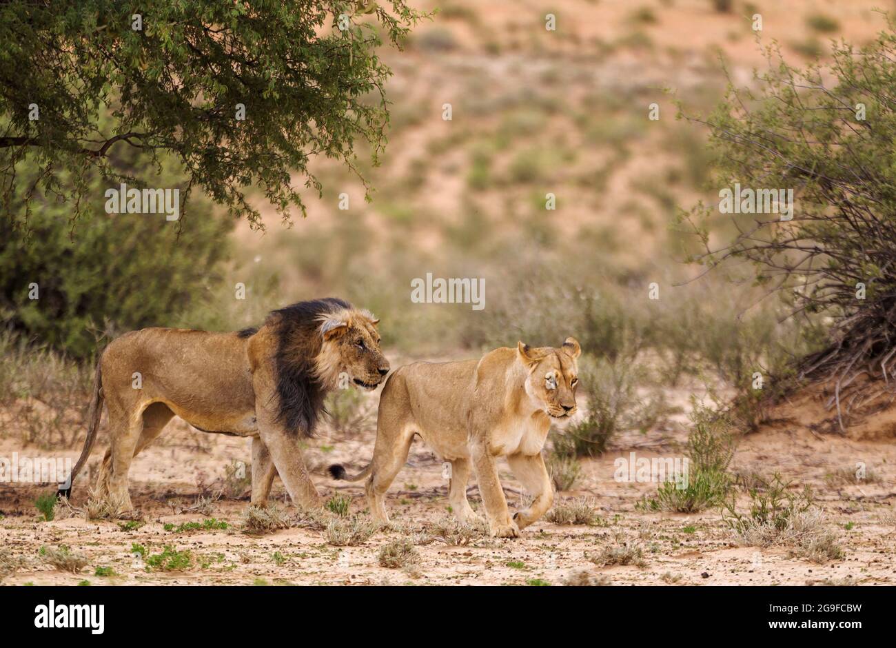 African Lion (Panthera leo). Fairly old black-maned Kalahari male and female before the mating. Kalahari Desert, Kgalagadi Transfrontier Park, South Africa. Stock Photo