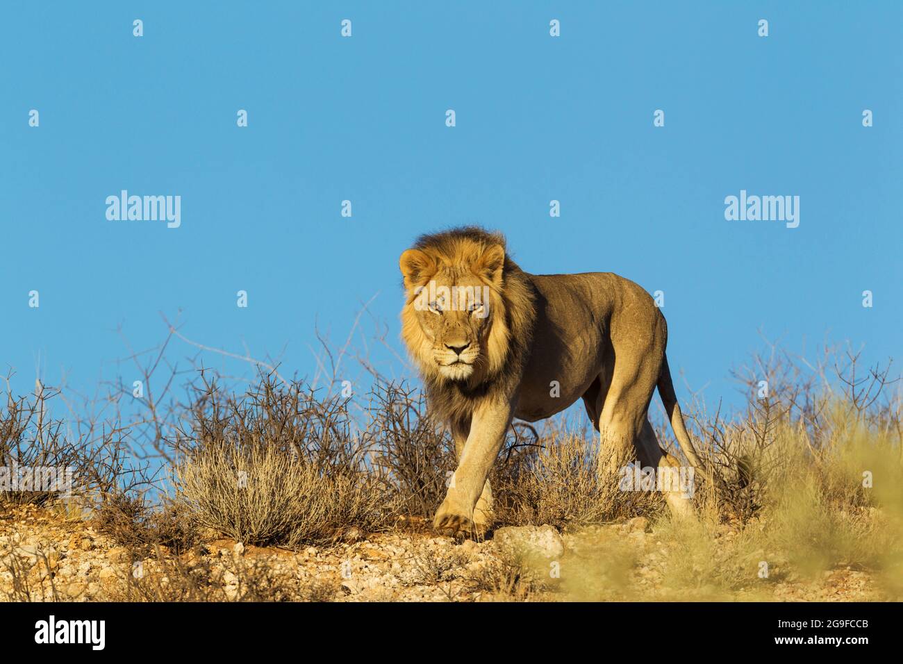 African Lion (Panthera leo). Black-maned Kalahari male walking on a rocky ridge. Kalahari Desert, Kgalagadi Transfrontier Park, South Africa Stock Photo