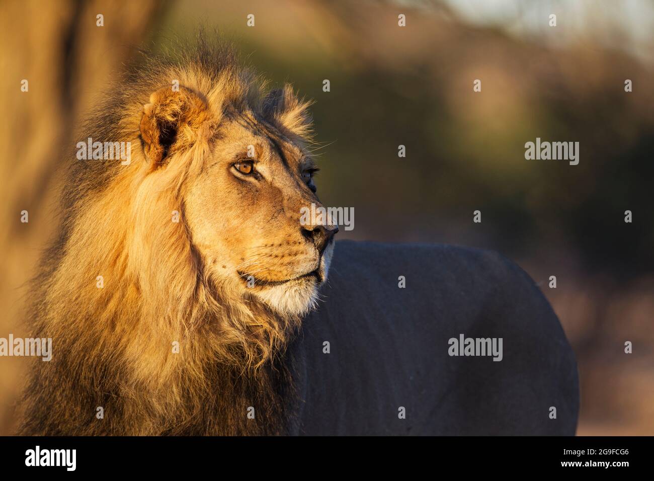 Lion (Panthera leo). Black-maned Kalahari male, portrait. Kalahari Desert, Kgalagadi Transfrontier Park, South Africa Stock Photo