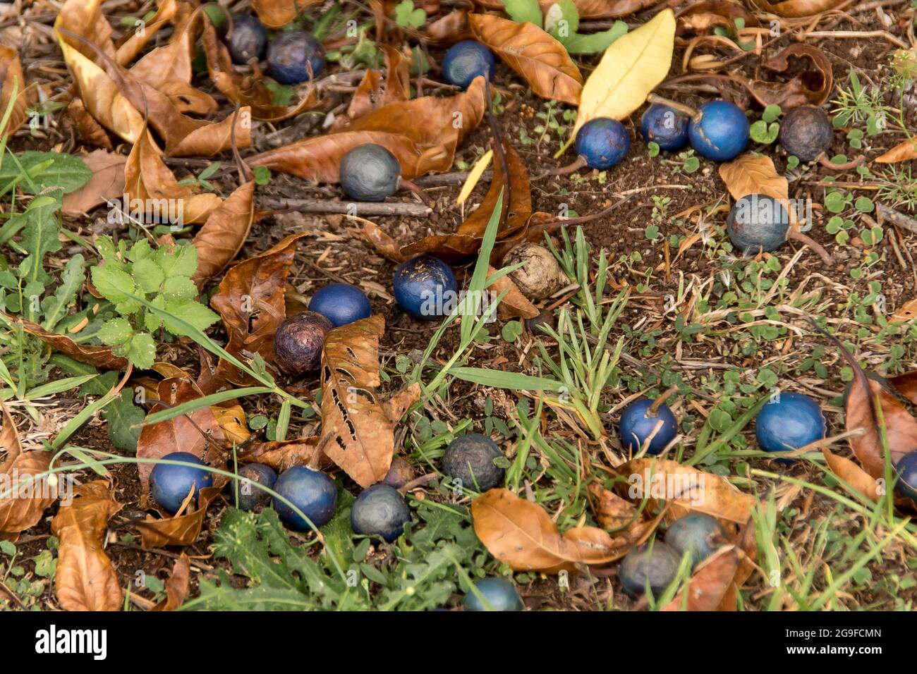 Several bright blue quandong fruit, (Elaeocarpus angustifolius) lying on the ground beneath the tree, subtropical rainforest, Queensland, Australia. Stock Photo