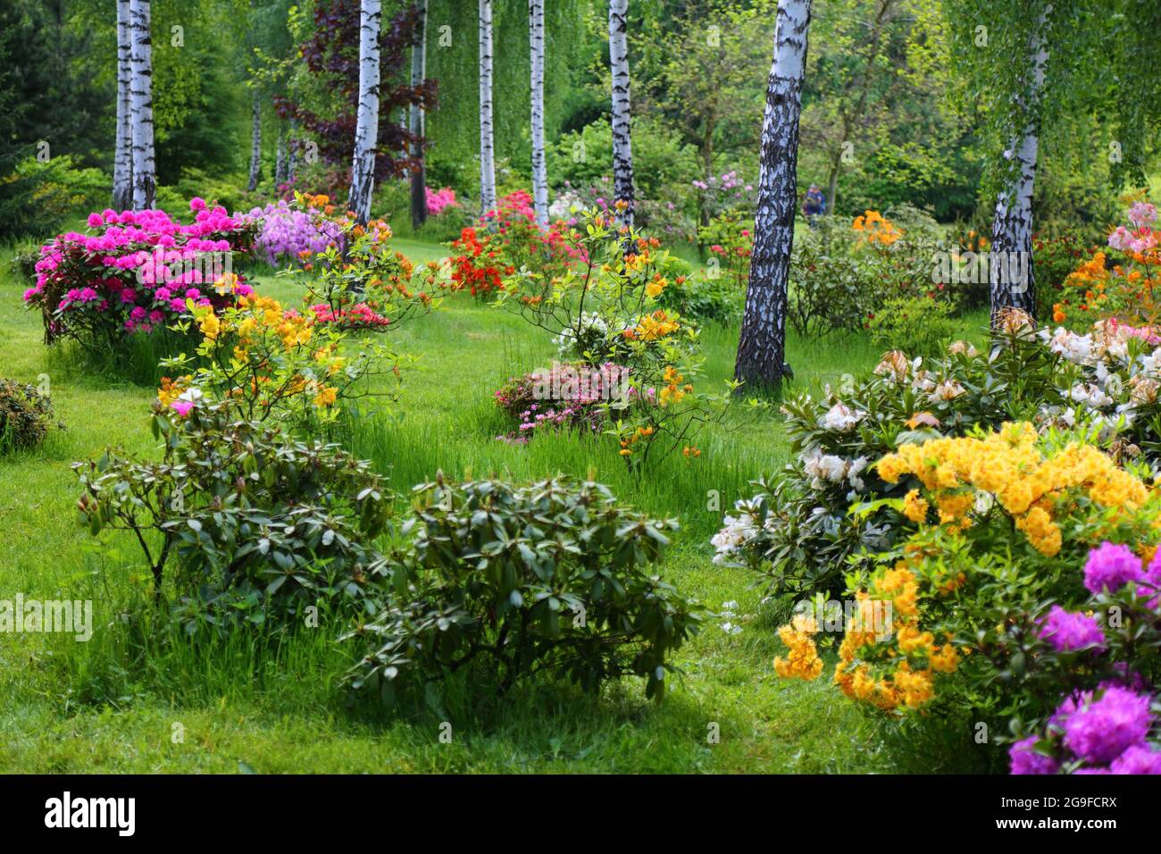 Rhododendron species botanical garden hi-res stock photography and images -  Alamy