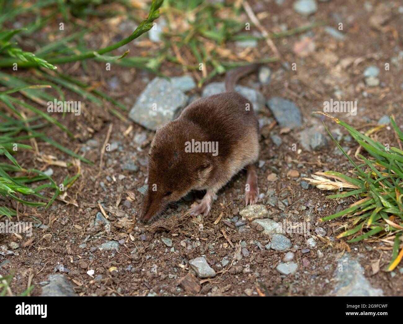 Soricidae High Resolution Stock Photography And Images Alamy