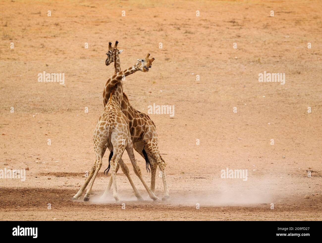 Southern Giraffe (Giraffa giraffa). Fighting males in the dry and barren Auob riverbed, raising a lot of dust. Kalahari Desert, Kgalagadi Transfrontier Park, South Africa. Stock Photo