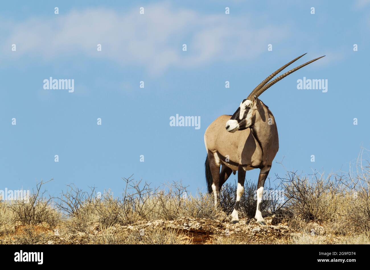 Gemsbok (Oryx gazella). Male on a rocky ridge. Kalahari Desert, Kgalagadi Transfrontier Park, South Africa. Stock Photo