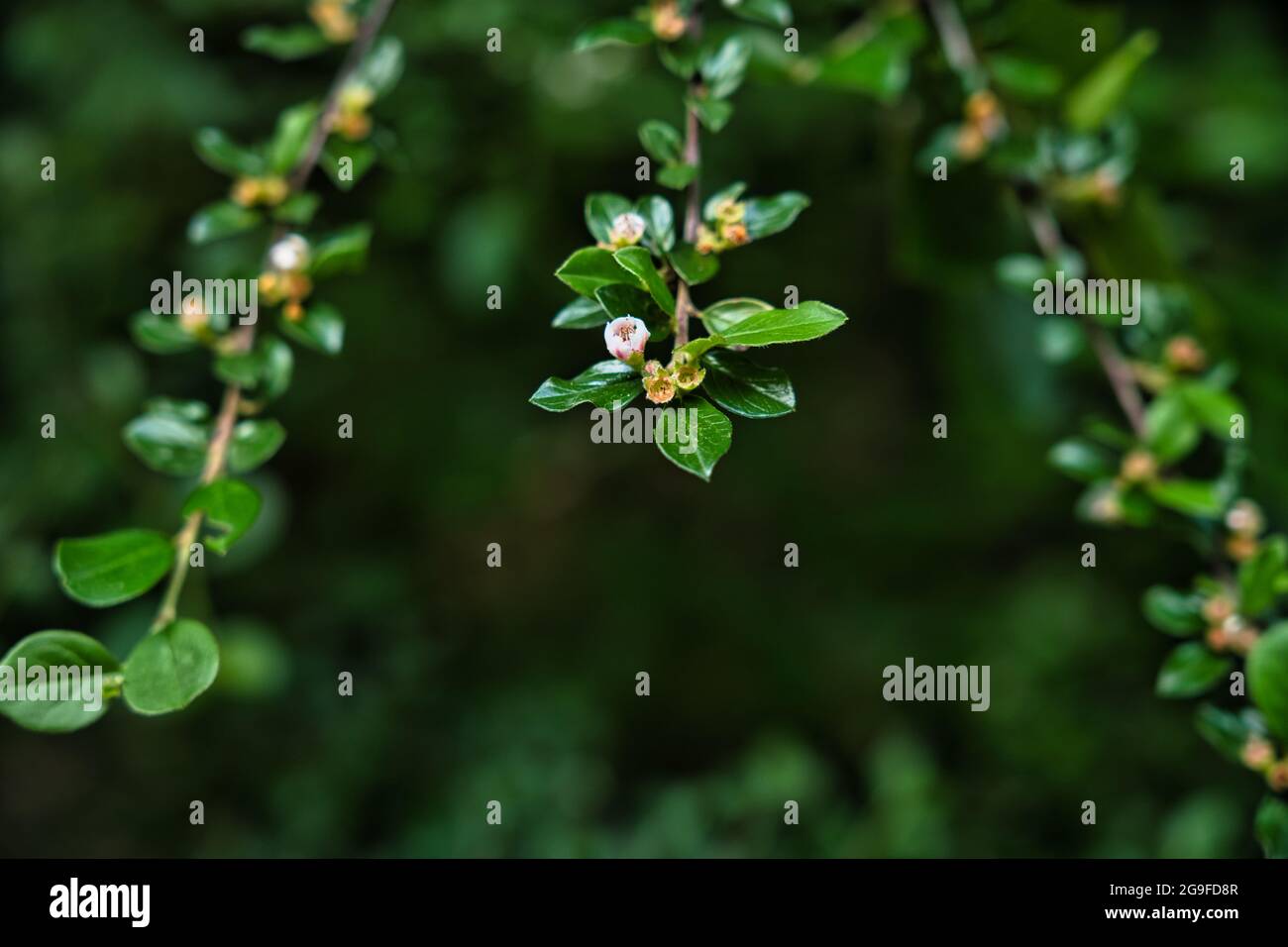 Close shot nice blossom hi-res stock photography and images - Alamy