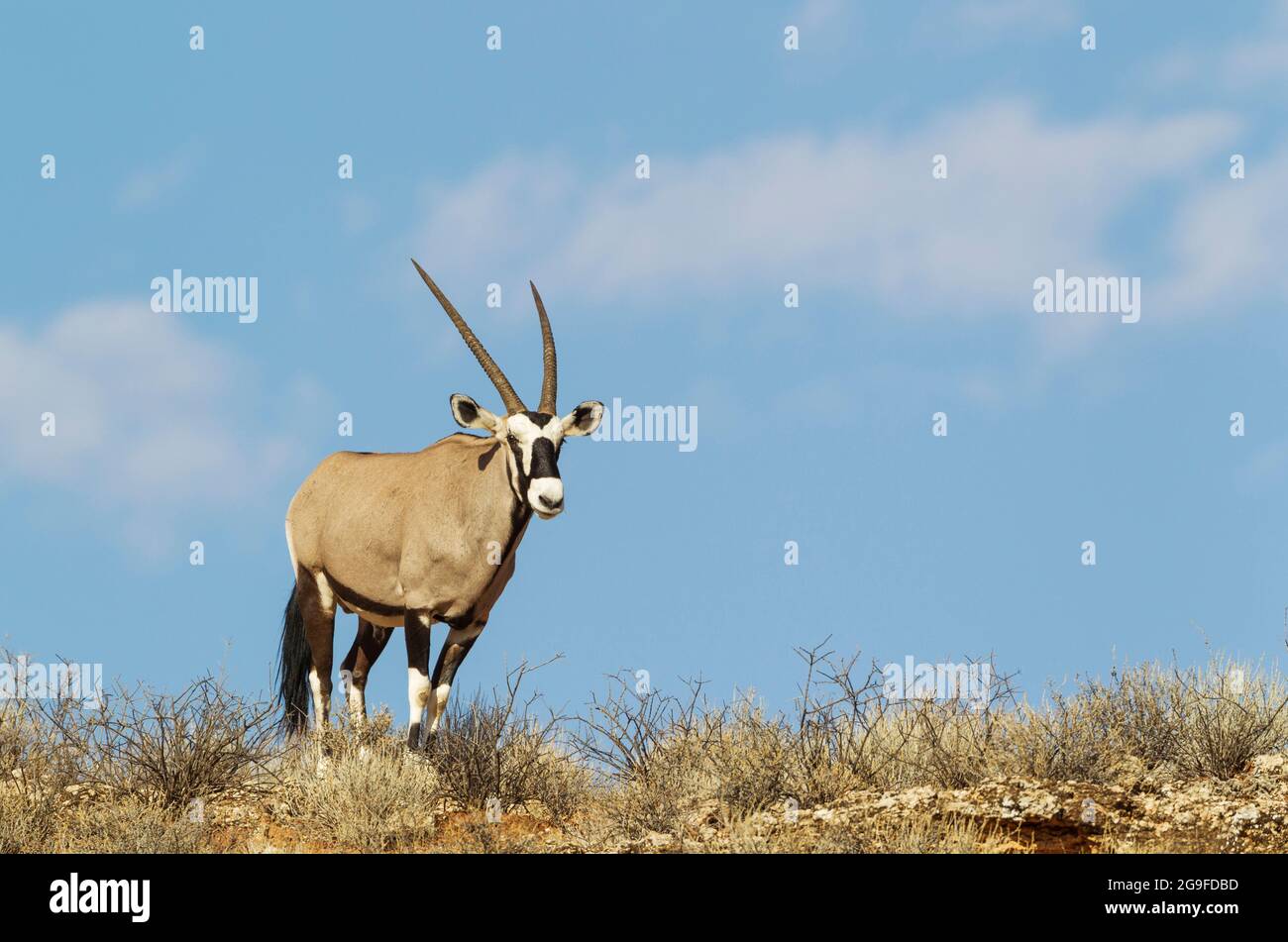 Gemsbok (Oryx gazella). Male on a rocky ridge. Kalahari Desert, Kgalagadi Transfrontier Park, South Africa. Stock Photo