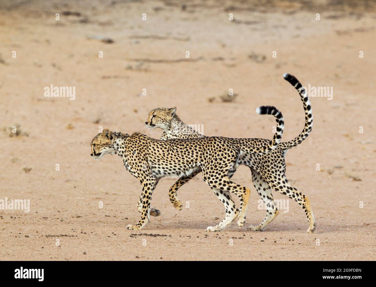 Cheetah ( Acinonyx jubatus). Two playful subadult males in the dry and barren Auob riverbed. During a severe drouight. Kalahari Desert, Kgalagadi Transfrontier Park, South Africa Stock Photo