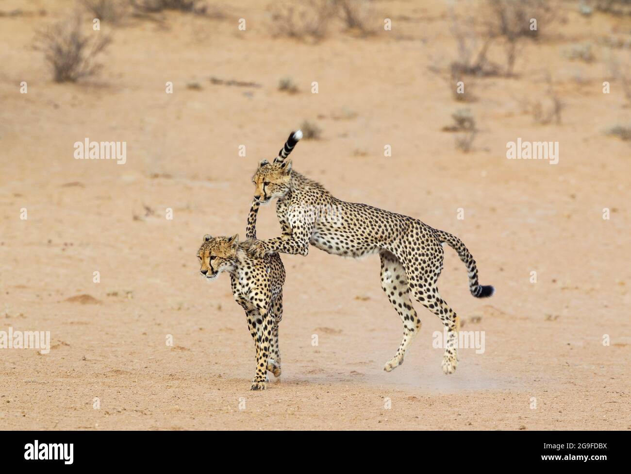 Cheetah ( Acinonyx jubatus). Two playful subadult males in the dry and barren Auob riverbed. During a severe drouight. Kalahari Desert, Kgalagadi Transfrontier Park, South Africa Stock Photo