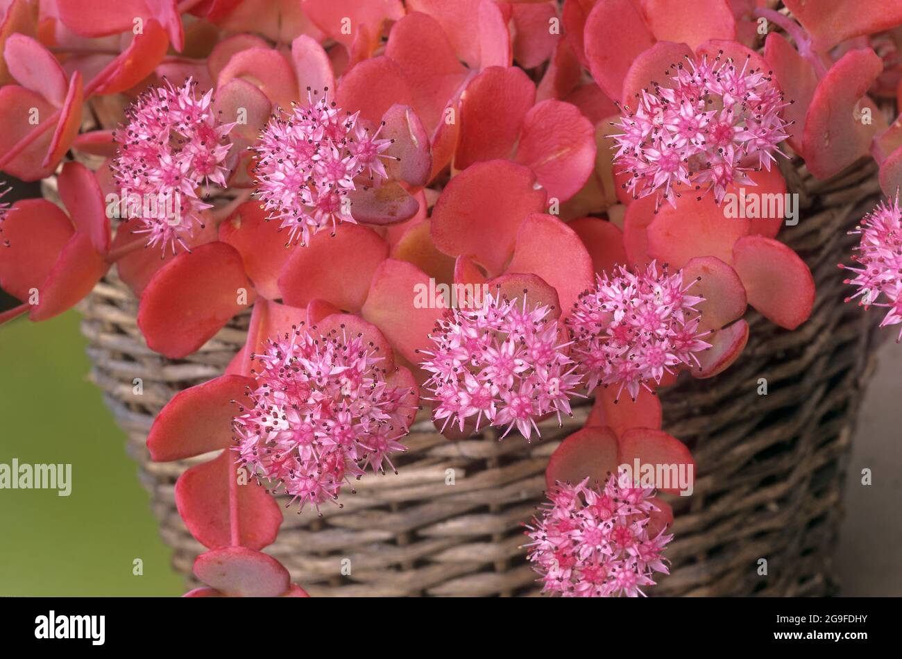 Siebolds stonecrop (Hylotelephium sieboldii, Sedum sieboldii). Flowering plant in a wicker basket Stock Photo