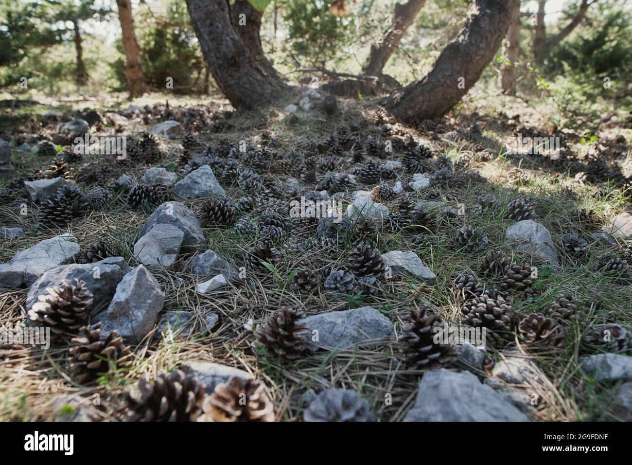 Holiday details in Croatia Stock Photo Alamy