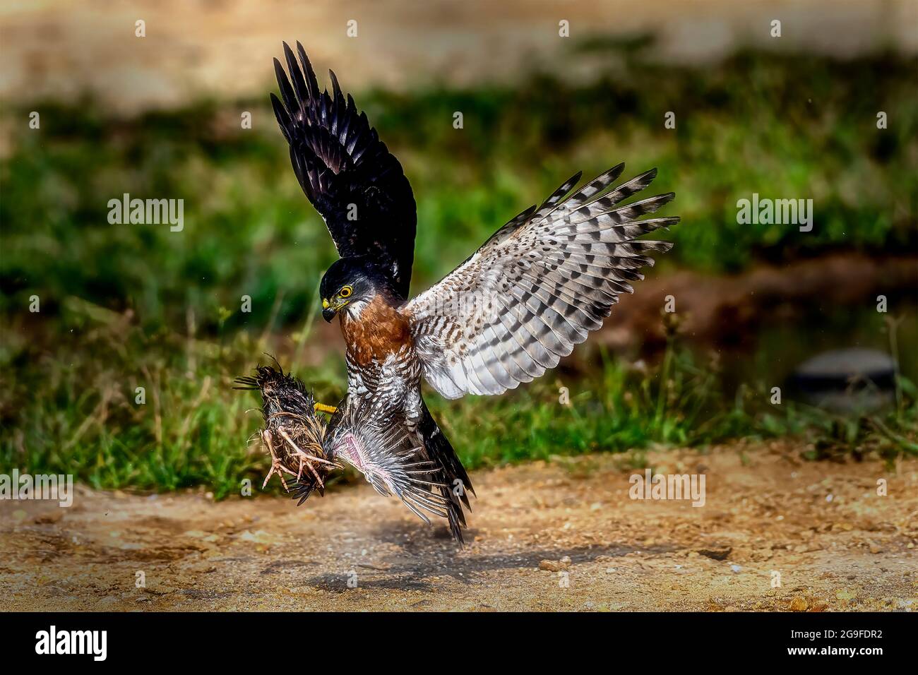 This crested goshawk with the scientific name of Accipiter Trivirgatus grabed its prey, quail, on the ground with bokeh background Stock Photo