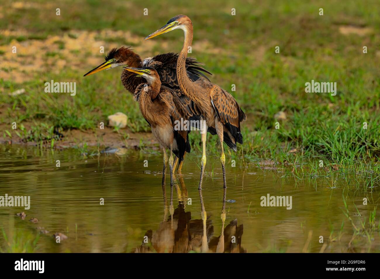 Group of Purple Heron birds with scientific name of Ardea purpurea are standing on the little puddle, waiting for little fish in it. Stock Photo