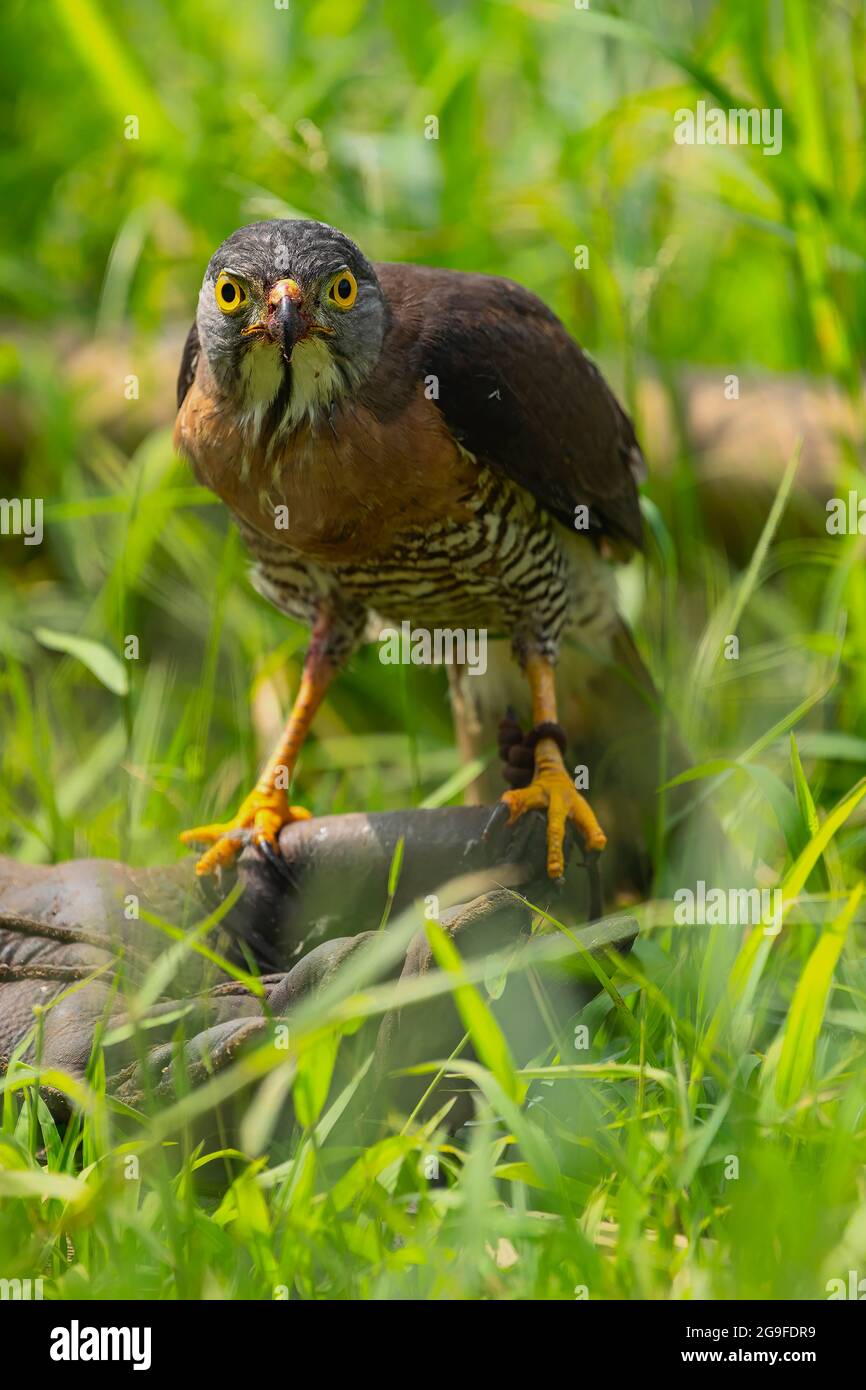 Crested Goshawk with scientific name of Trivirgatus grapped is standing on the glove, curiously looking to photographer while he took his picture Stock Photo