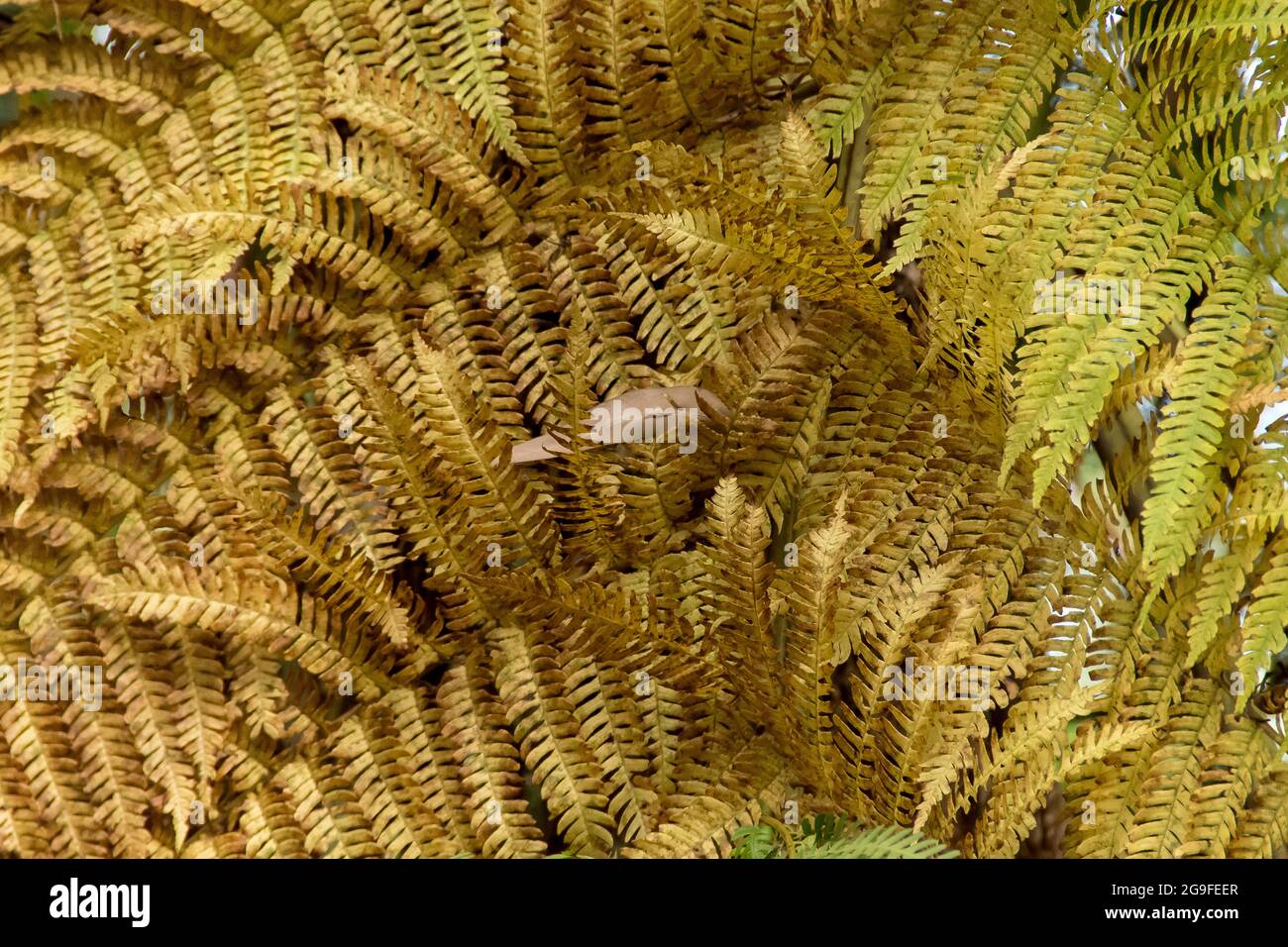 Old yellowing fronds of lacy tree fern (Cyathea cooperi) in lowland subtropical rainforest on Tamborine Mountain, Queensland, Australia. Background. Stock Photo