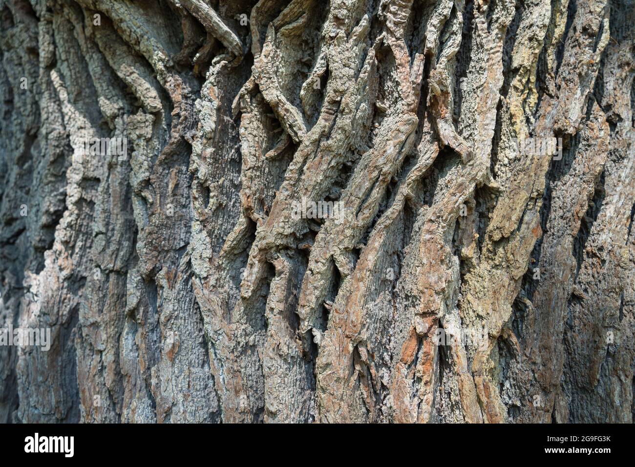 natural structure of the bark of an old oak tree wood detail Stock ...
