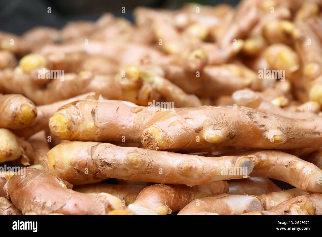 Drying ginger roots in Taiwan. Locally grown organic ginger Stock Photo