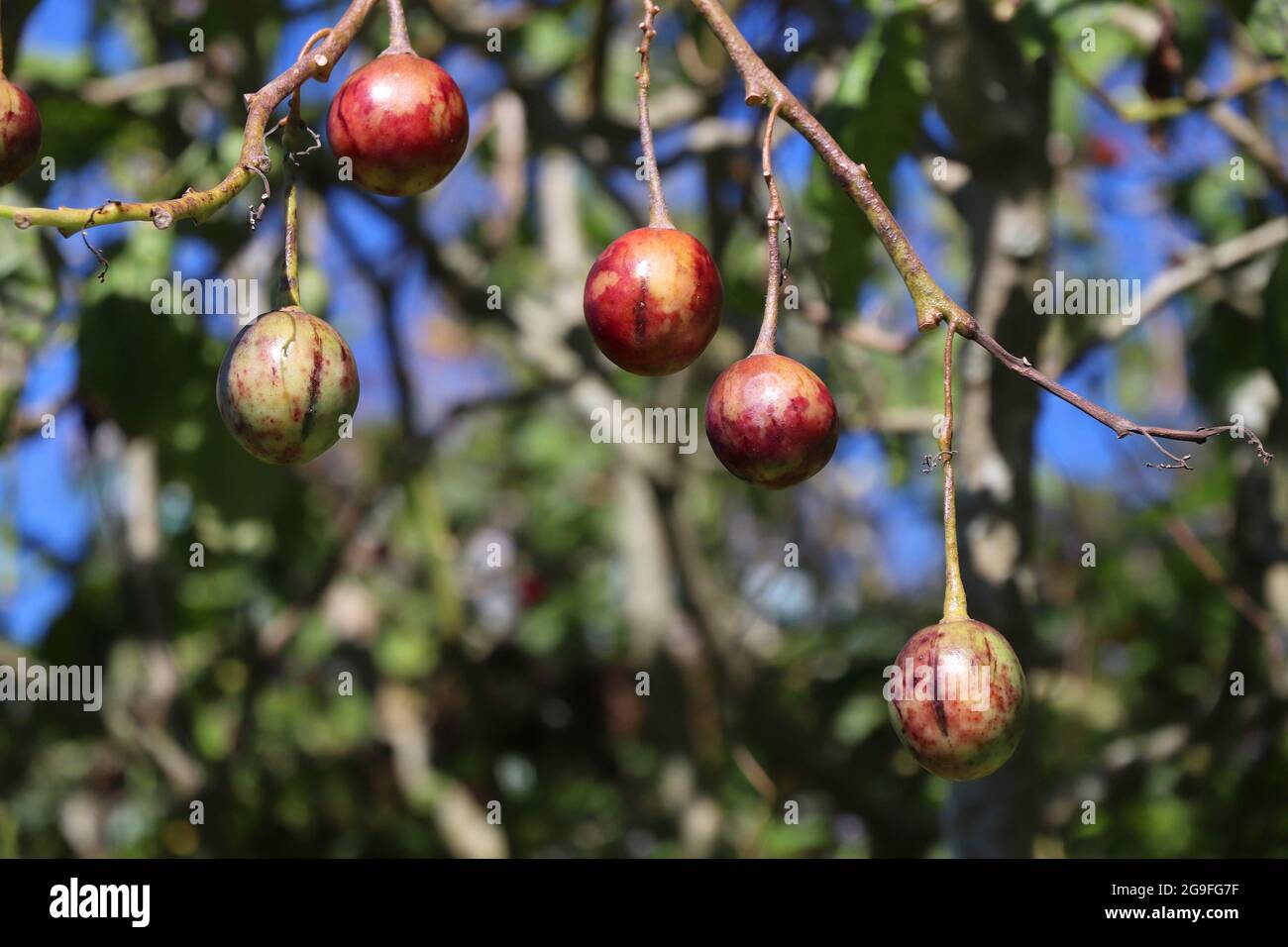 Tamarillo (tree tomato) growing in Alishan, Taiwan. Latin name Solanum
