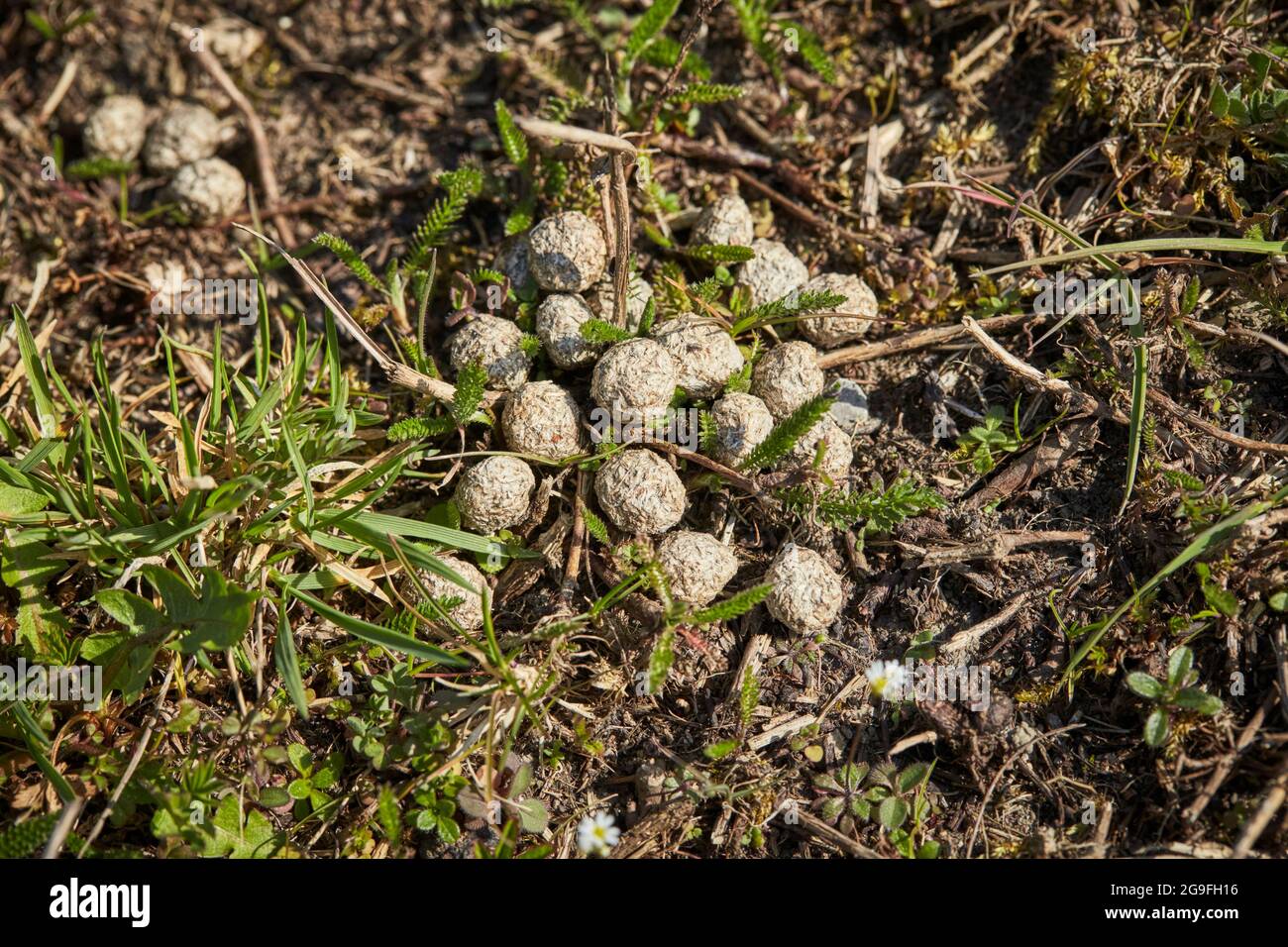 European Hare (Lepus europaeus). Droppings on meadow. Germany Stock ...