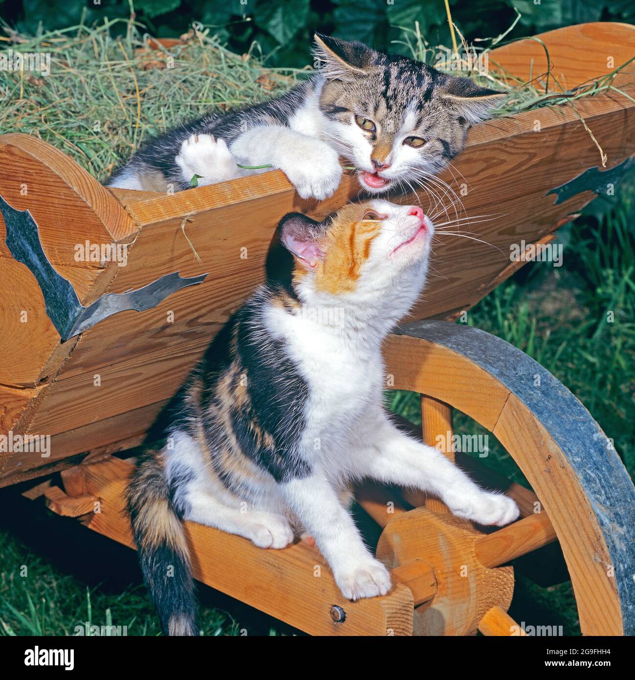 Domestic cat wheelbarrow hi-res stock photography and images - Alamy
