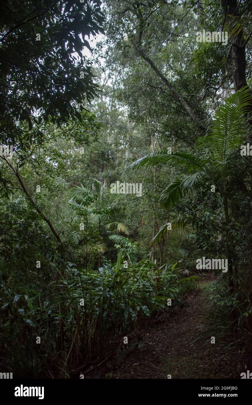 Dense, green understorey of lowland Subtropical rainforest with gums, palms, gingers. Dull misty winter's day, Tamborine Mountain, Australia. Stock Photo