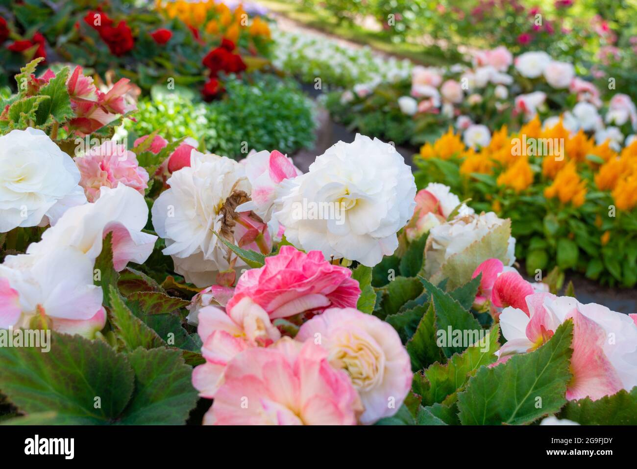 Begonia borias hi-res stock photography and images - Alamy